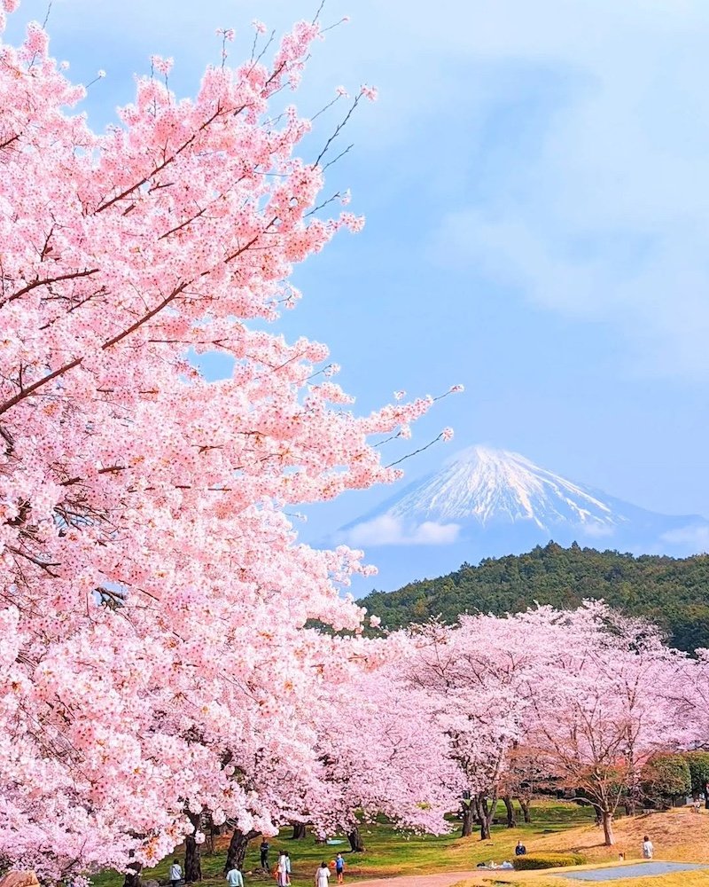 🏞️ 도고 공원(오미네산 자연공원) 내 일본해 해전 기념비 이미지 7